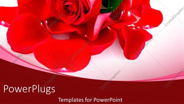  Presentation with white rose - Rose flower petals close up placed on white background