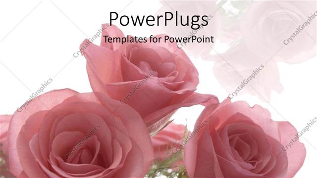  Presentation with roses - Roses as a metaphor love weddings relationships mother celebrations on a white background
