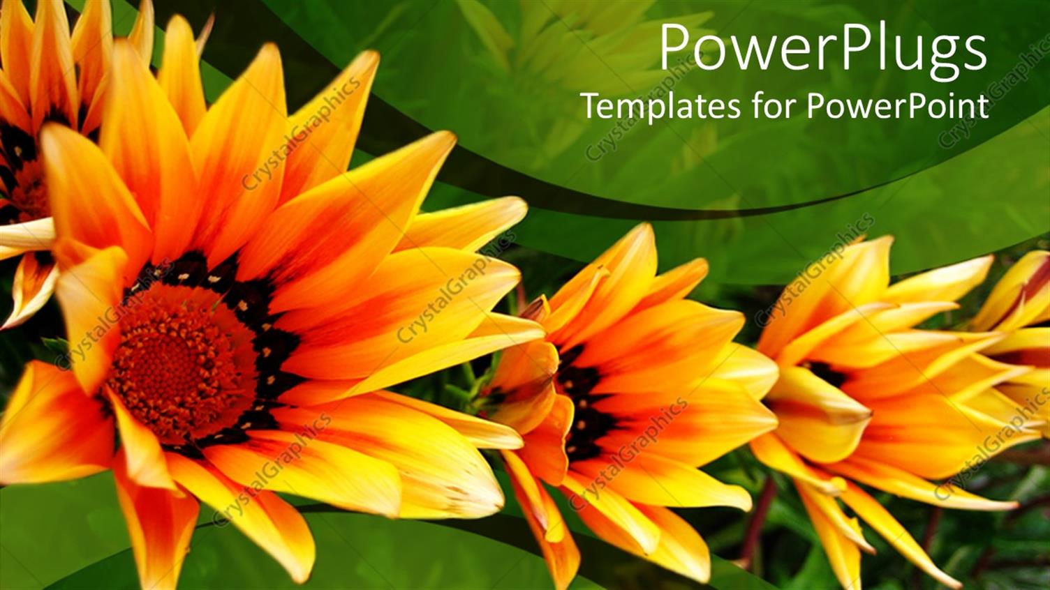 Premium Template for PowerPoint & Google Slides 