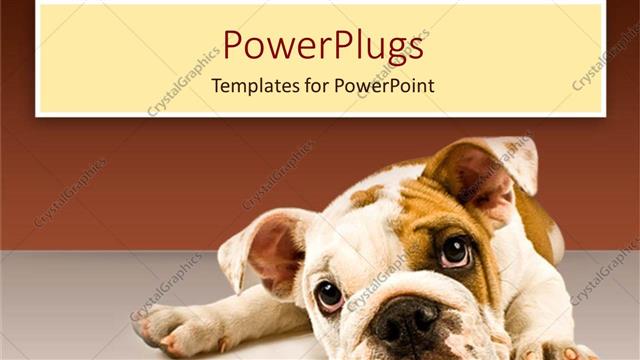  Presentation with puppy - Sad puppy eyes dog face on gray ground and gradient brown background