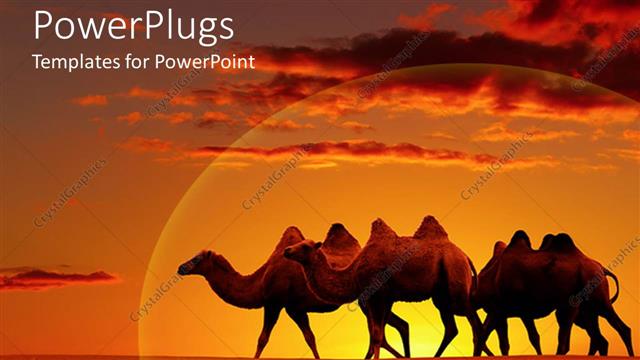  Presentation with horizon - Scenery of desert with camels walking and beautiful sunset in horizon