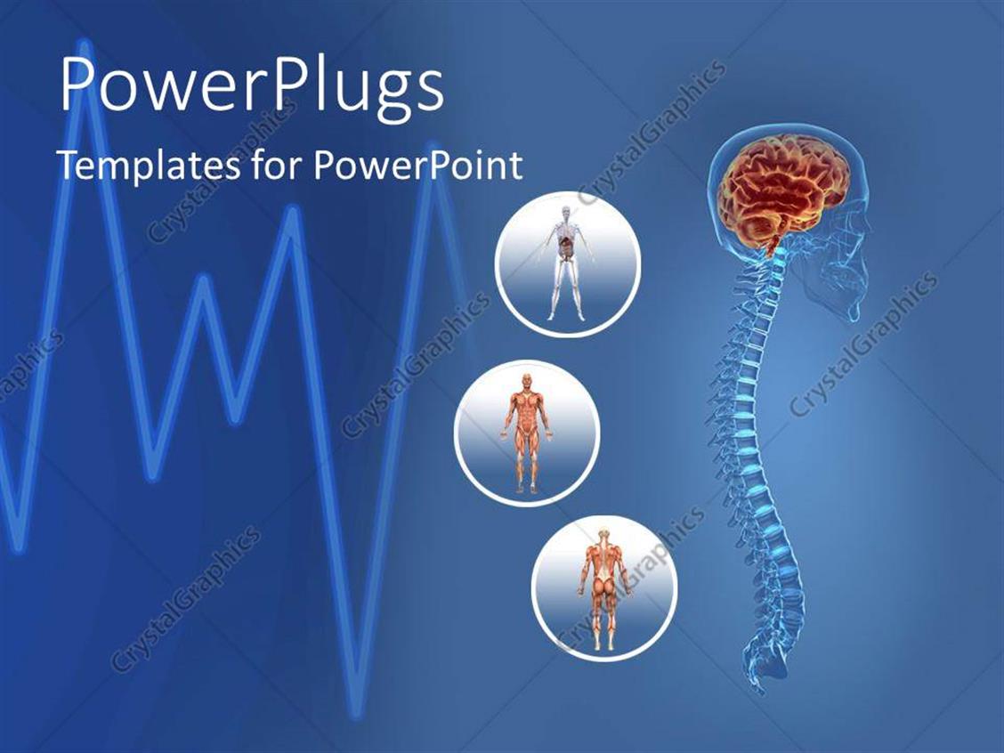 PowerPoint Template science health human body anatomy organs heart