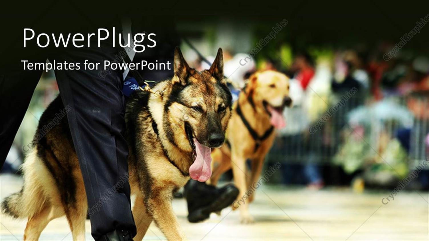 Premium Template for PowerPoint & Google Slides 