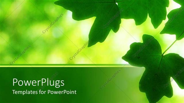  Presentation with serene - Serene scene with green leaves on the edge with a green blurred background