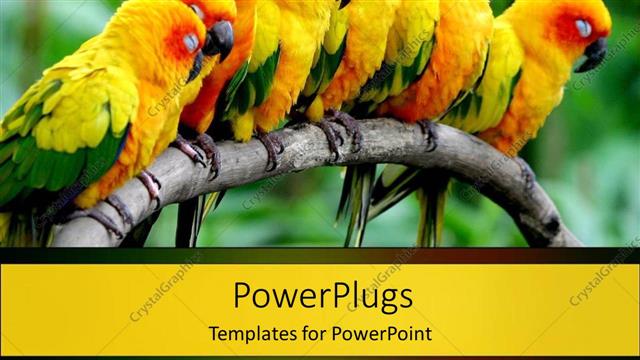  Presentation with birds - Seven yellow birds perch on tree branch with blurry background