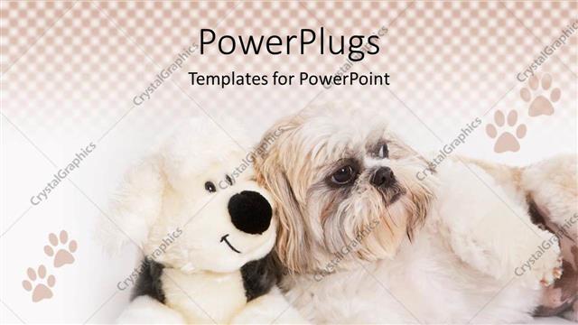  Presentation with animal - Shih-Tzu dog sitting next to a stuffed dog surrounded by dog paws