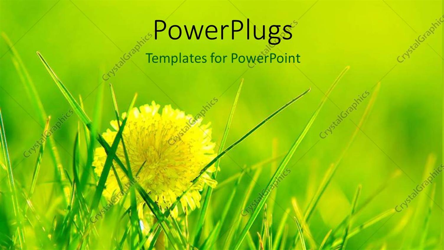 Premium Template for PowerPoint & Google Slides 