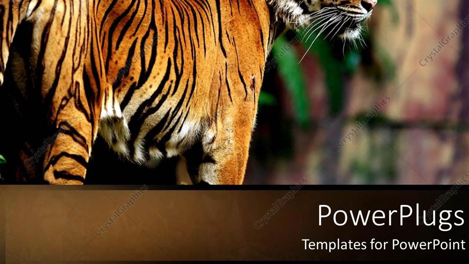 Premium Template for PowerPoint & Google Slides 