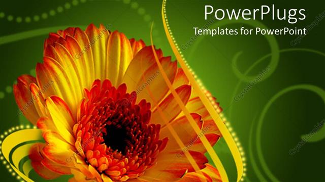  Presentation with ribbon green - Single red and yellow Gerber daisy on green background with gold ribbon