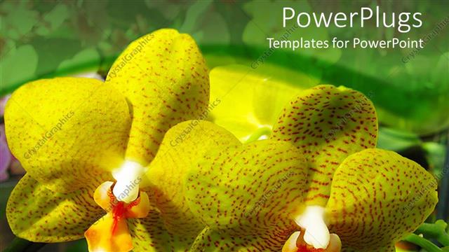  Presentation with orchids - Site of two blooming yellow orchids side by side