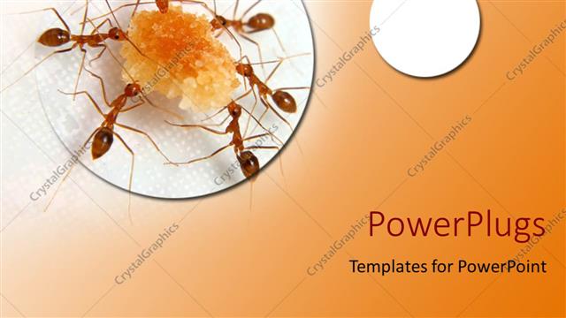  Presentation with ants - Six ants working together to carry chunk of food