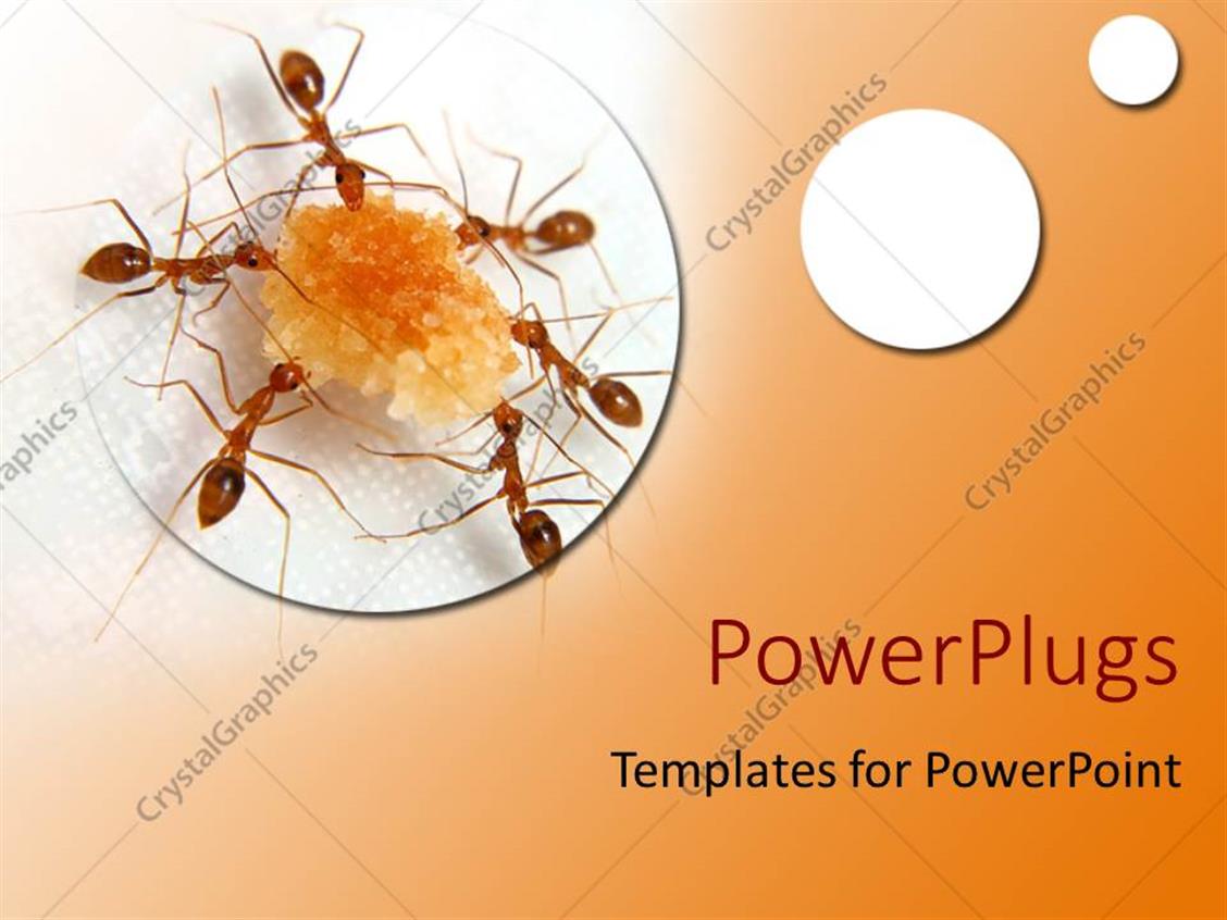PowerPoint Template Six Ants Working Together To Carry Chunk Of Food 