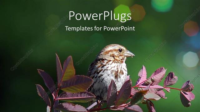  Presentation with purple green - Small bird on a purple branch on a green background