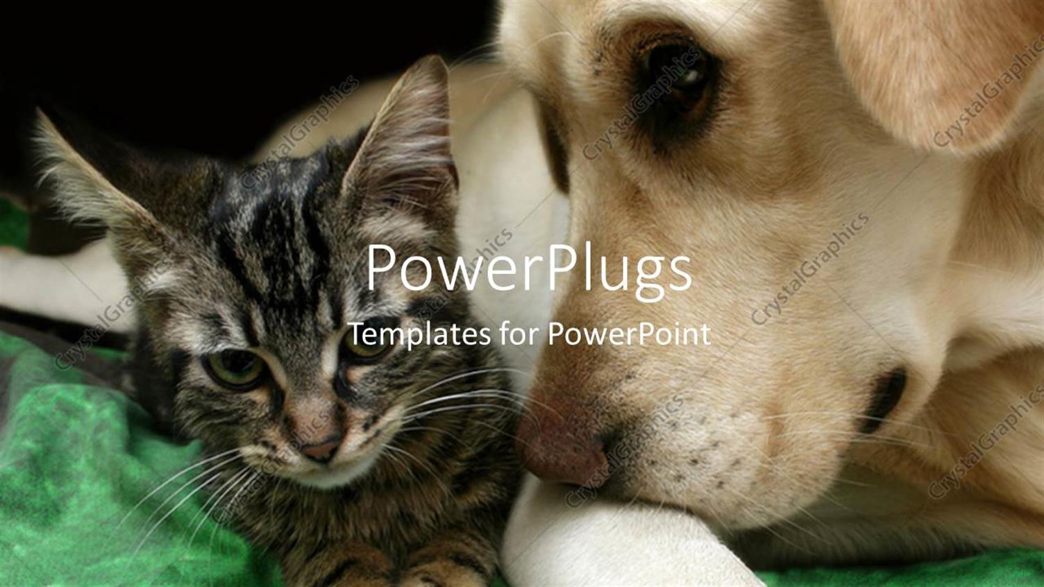 Premium Template for PowerPoint & Google Slides 