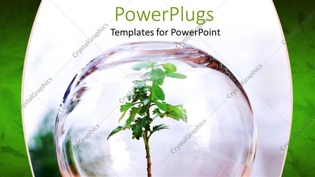  Presentation with bowl - A small green plant shoot in a transparent glass bowl