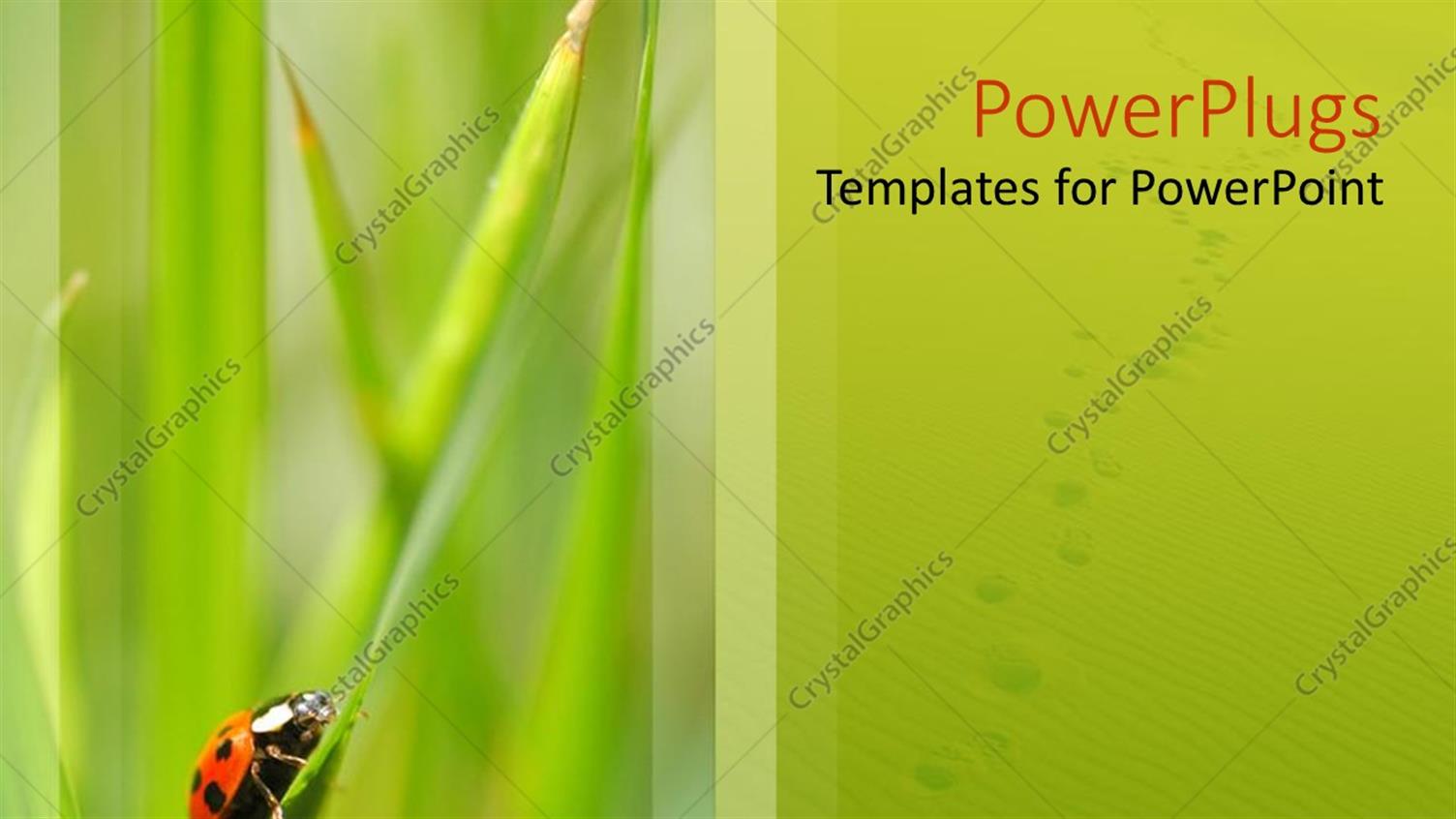 Premium Template for PowerPoint & Google Slides 
