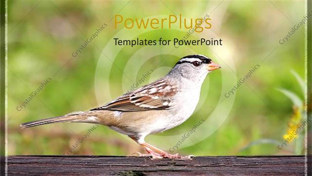  Presentation with wood log - A small sparrow perching on a log of wood
