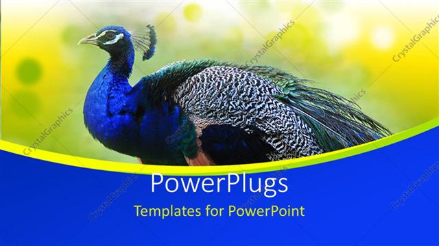  Presentation with peacock - Beautiful Peacock on abstract yellow  background