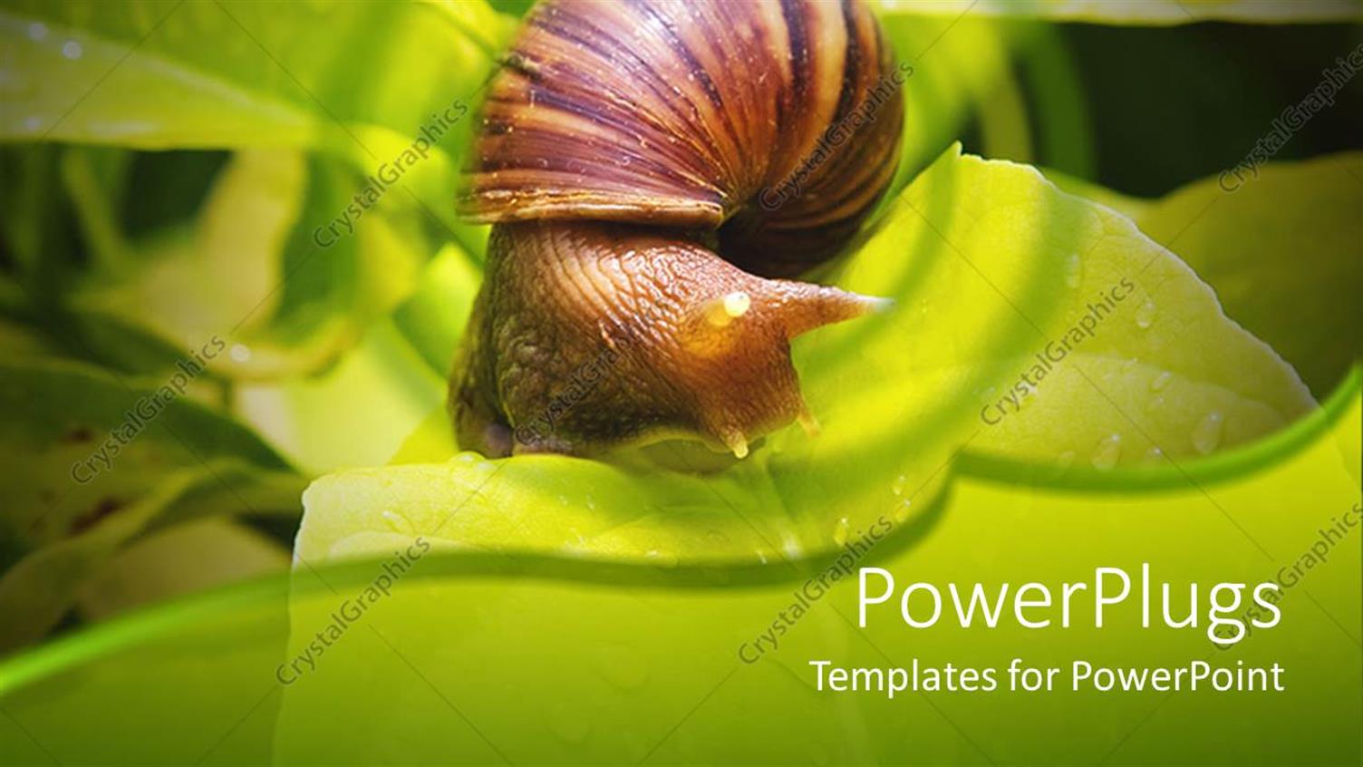 Premium Template for PowerPoint & Google Slides 