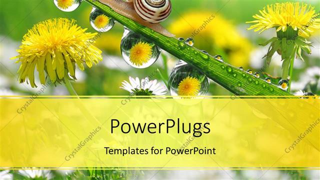  Presentation with snail - A snail with a number of flowers in the background