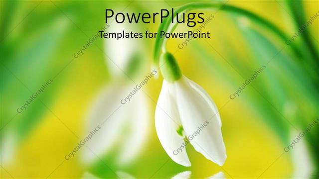  Presentation with calm - Snow drop bent face down to a calm lake surface