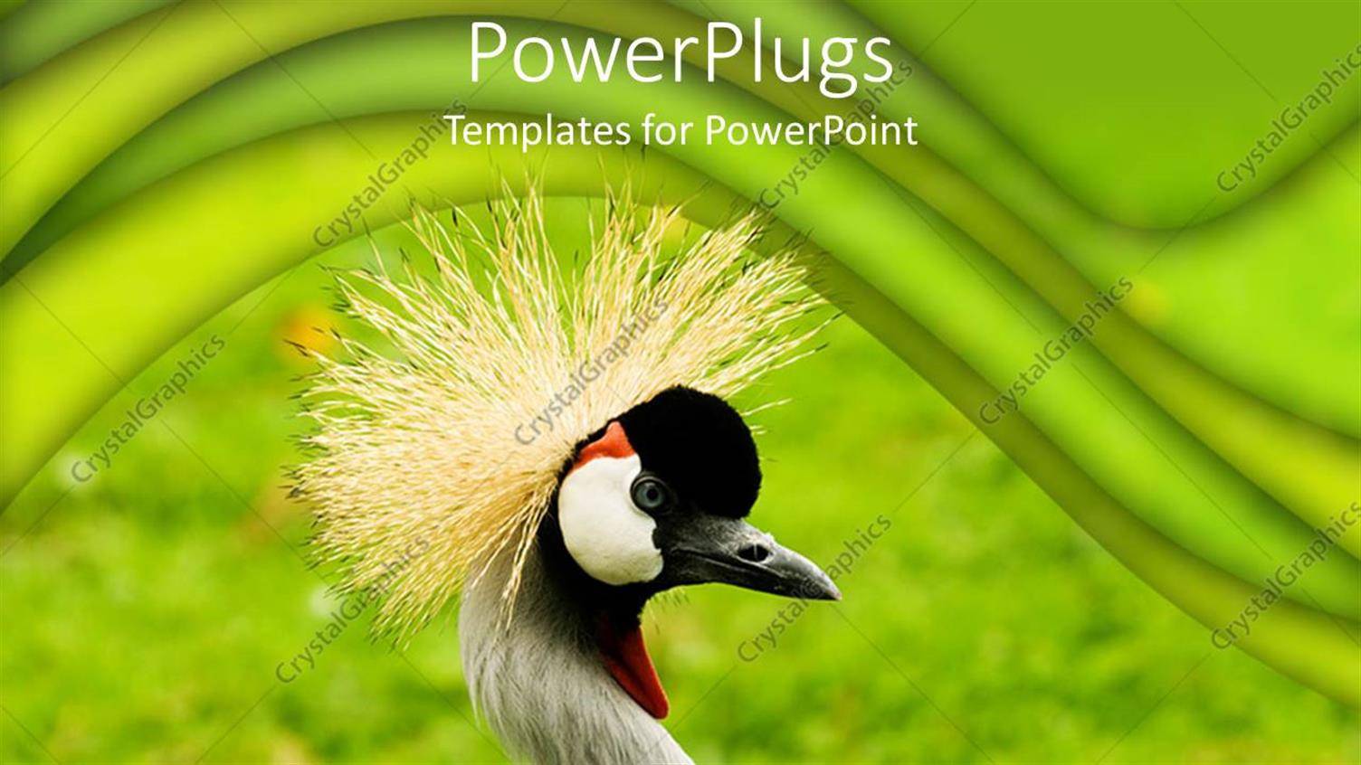 Premium Template for PowerPoint & Google Slides 