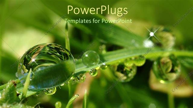  Presentation with leaves - Sparkling clear depiction of water droplets with leaves and grass