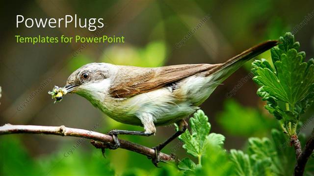  Presentation with sparrow - A sparrow on the branch of a tree with greenery in background