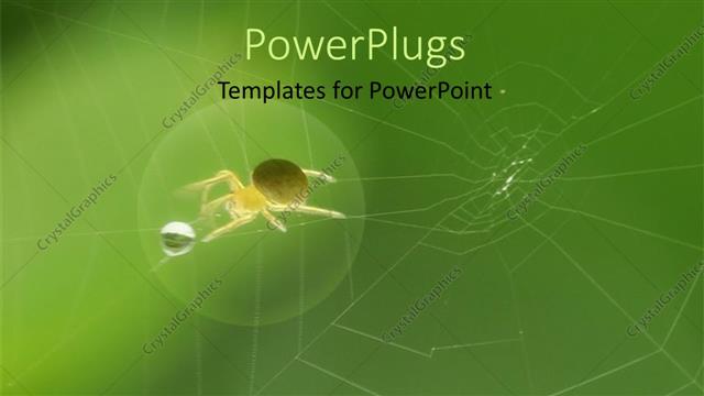  Presentation with droplet - A spider with a water droplet and a web