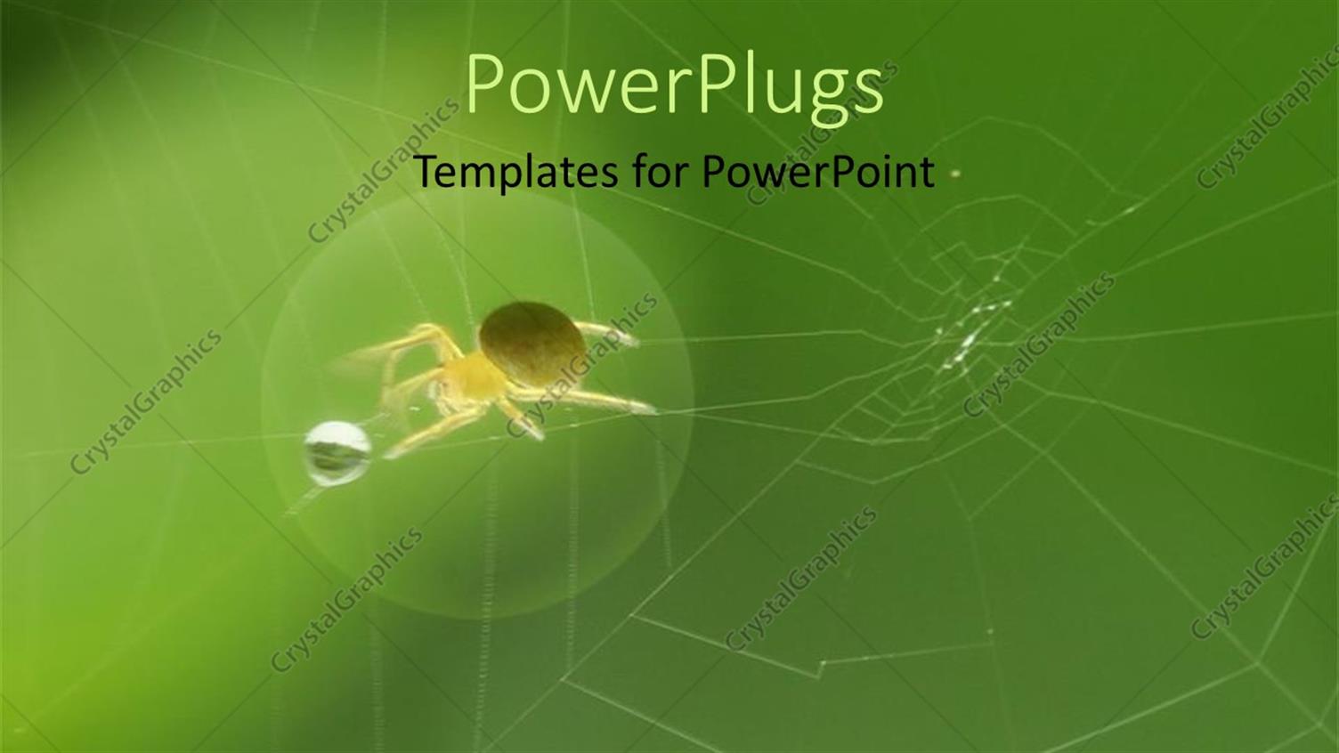 Premium Template for PowerPoint & Google Slides 