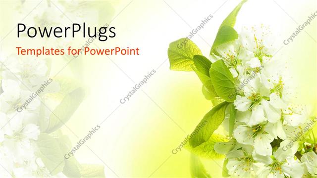  Presentation with flowers - Spring Blossoms with white flowers and green leaves