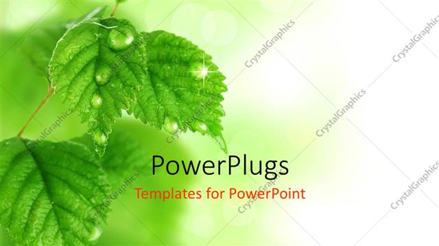  Presentation with blurr - A lot of leaves with blurr background