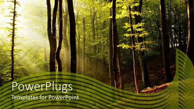  Presentation with shining light - Sun light shining through los of trees in the woods