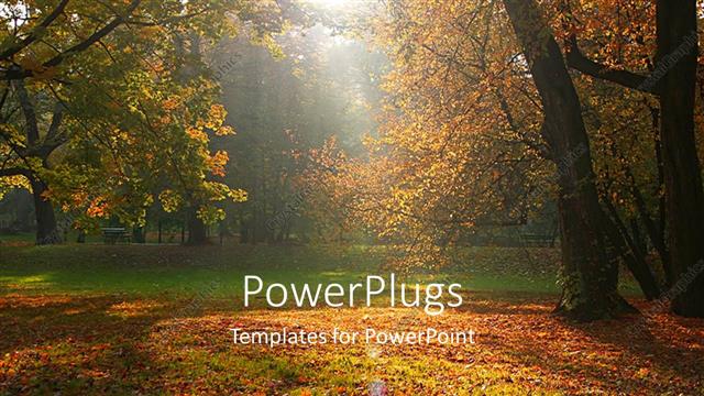  Presentation with shining forest - Sun rays shining through trees on typical afternoon fall time