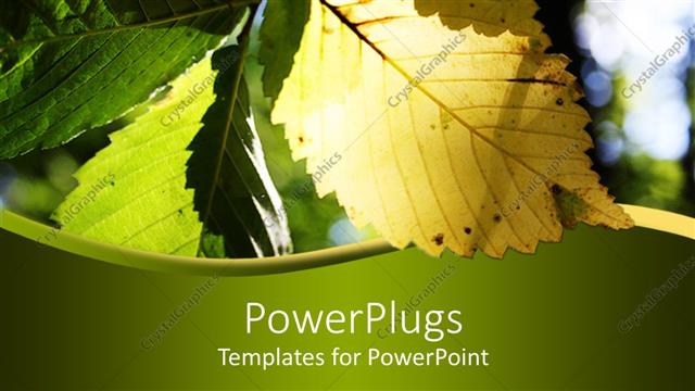  Presentation with glow - Sun shining on yellow and green elm leaf making it glow