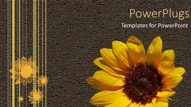  Presentation with sunflower - A sunflower with grayish background and place for text
