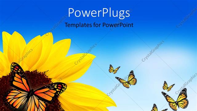  Presentation with sunflower - A sunflower with a lot of butterflies around it