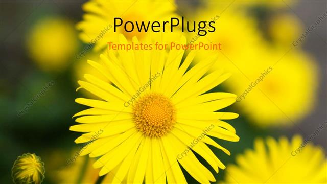  Presentation with sunflower - A sunflower with a number of sunflowers in the background