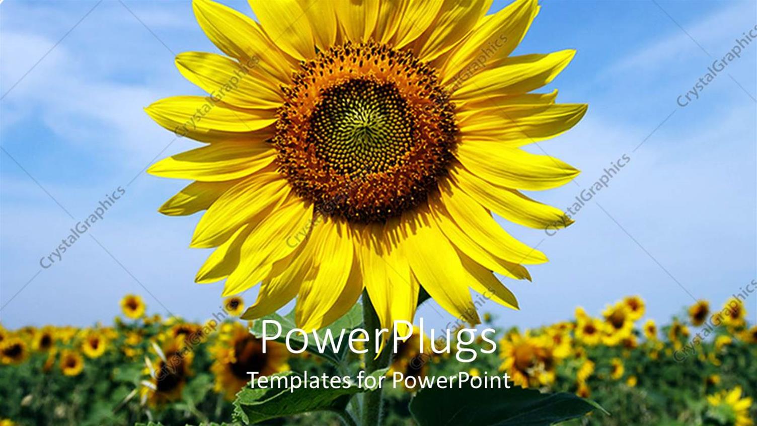 Featuring a Sunflower with a Number of Sunflowers in the Background