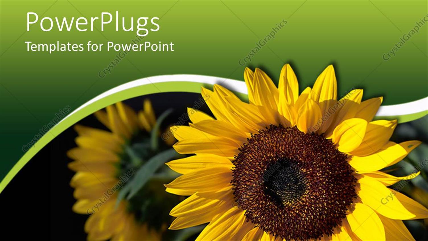 Premium Template for PowerPoint & Google Slides 