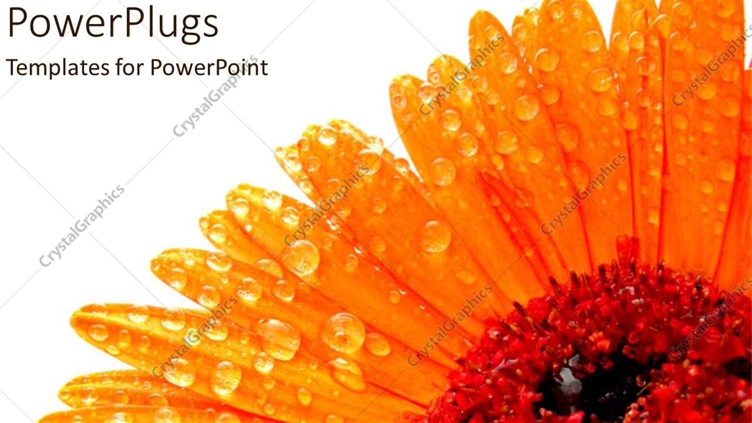 Premium Template for PowerPoint & Google Slides 