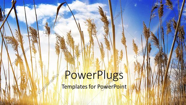  Presentation with agriculture - Sunlight filtering through dense growth of tall grasses