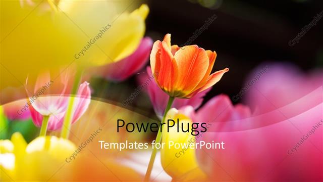  Presentation with dark flower - Sunlight shinning over beautiful tulips flower on dark background?