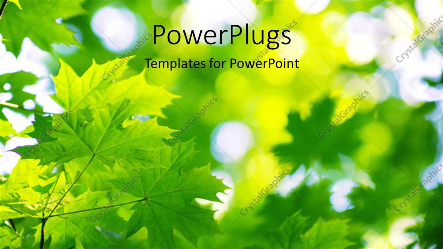 Premium Template for PowerPoint & Google Slides 