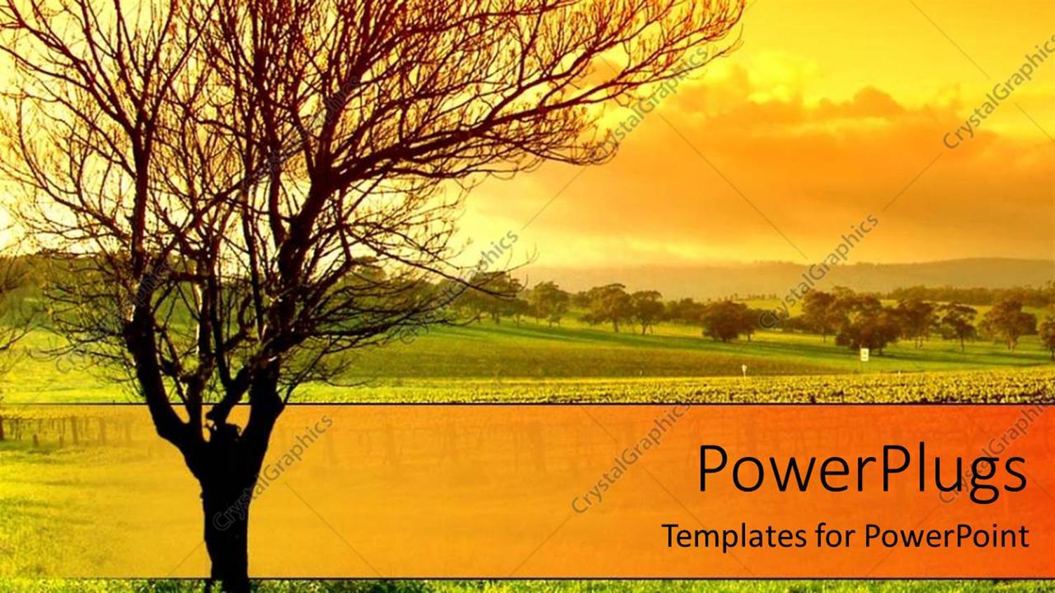 Featuring Sunset Behind Bare Tree, Green Grass