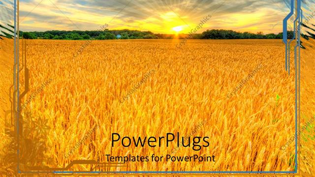  Presentation with agriculture - Sunset country landscape, wheat field, agriculture, farming