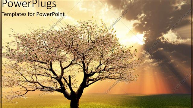  Presentation with grass - Sunset view of a tree with sunny sky and grass