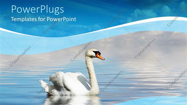  Presentation with cloud - A swan in the lake with cloud sin the background