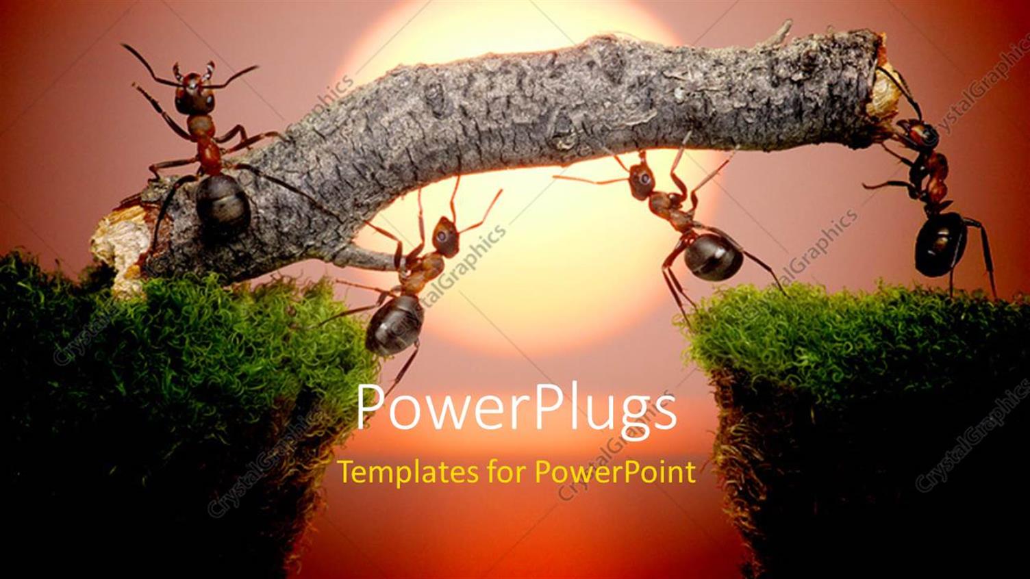 Featuring Team of Ants Constructing Bridge Over Water on Sunrise