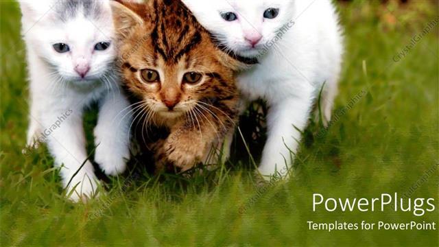  Presentation with beautiful green - Three beautiful kittens together with a green background